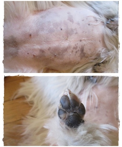 catsユニスッキリ