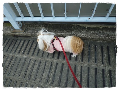 咲き始めた～(^^♪