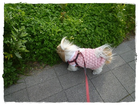 お友達との遭遇なしでちたが…( ´艸｀)