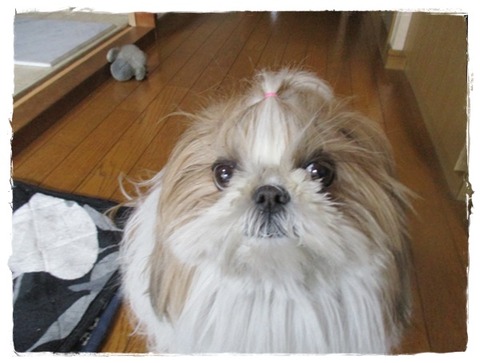 冷凍庫の食品補給第３弾。