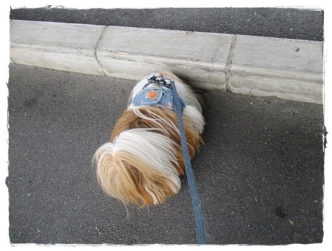 涼しいので(^^♪