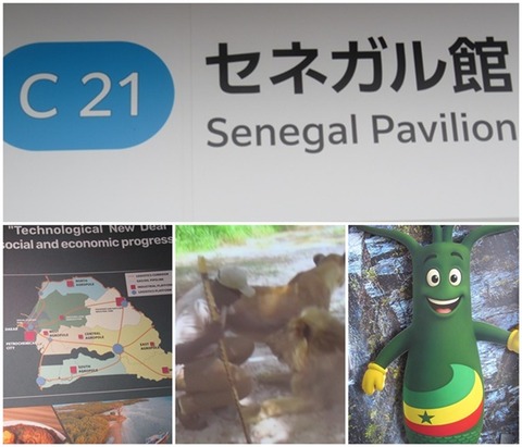 catsセネガル館