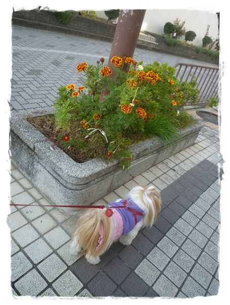 P1020803ユニ