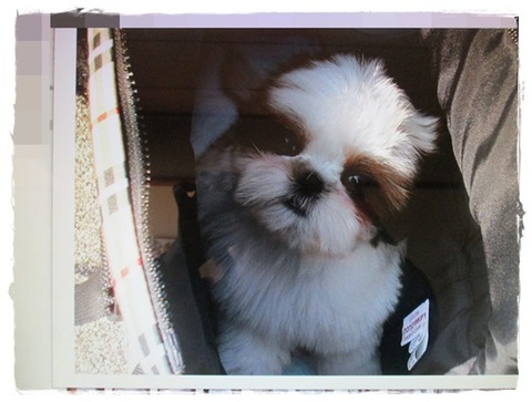 １１年目のお家記念日。