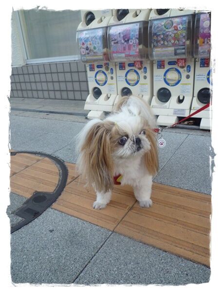 P1030972ユニ