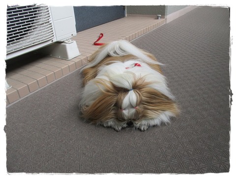 今度はレトルトカレーを(-_-;)