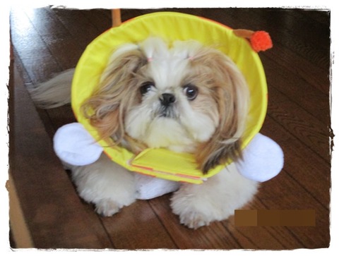 ペロペロすると…