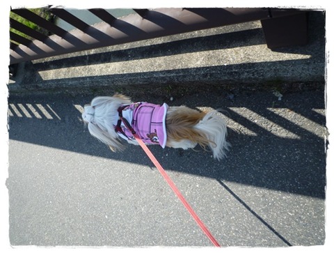 お花見散歩♪