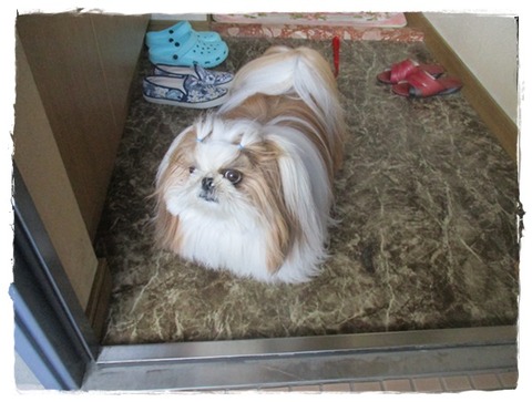 久しぶりに～とりの日パック。