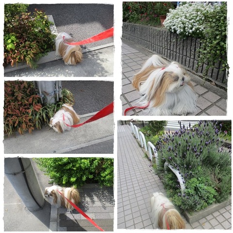 くれるって言うものは貰わないとね( ´艸｀)