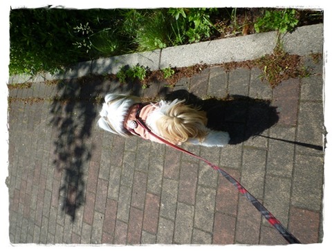 散歩日和だと思ってたのに。