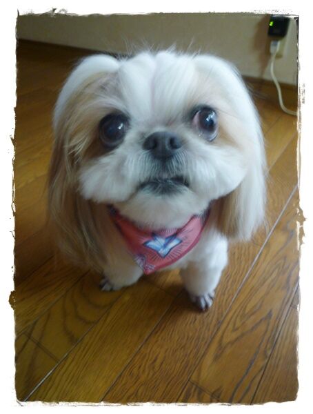 思いっきりカットされた!