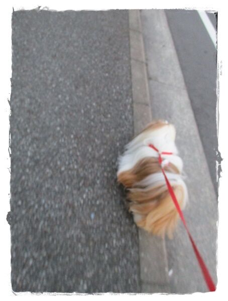 お連れして怒られた!