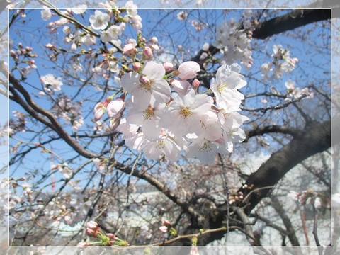 拾ってお持ち帰り。