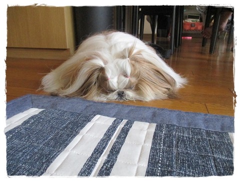 散歩禁止とセミ。