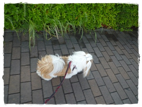 朝早く散歩に行くと(*^^*)