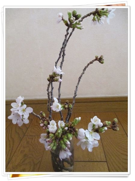 咲いたでしゅ～♪