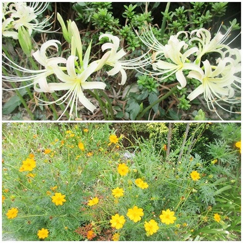 cats彼岸花とコスモス