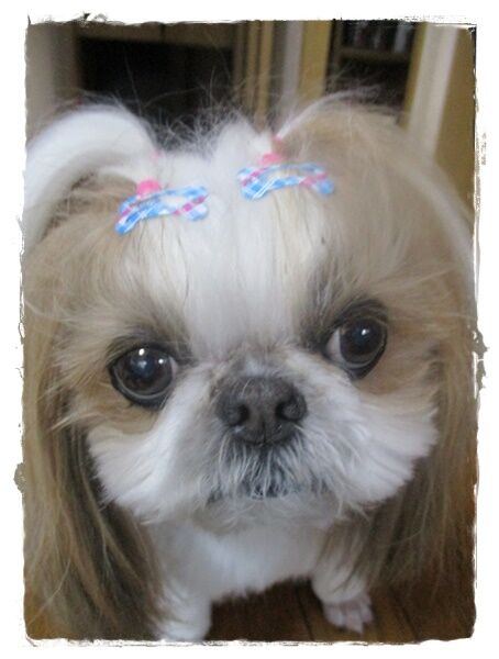 春旅行に行ってきまーしゅ。