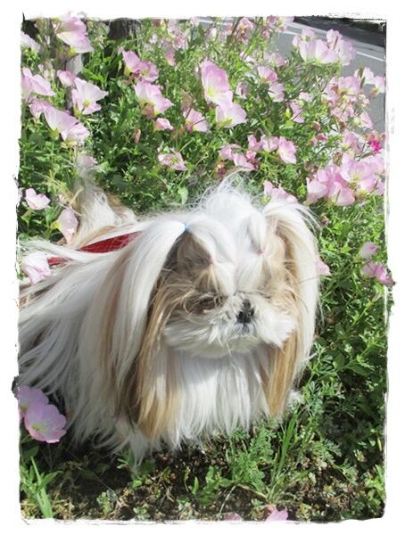 ３人散歩＆クリームパン。