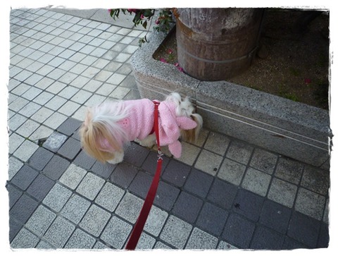 P1010335ユニ