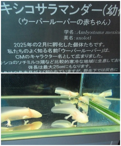 catsウーパールーパー