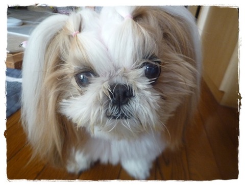 １５歳になりまちた(^^)