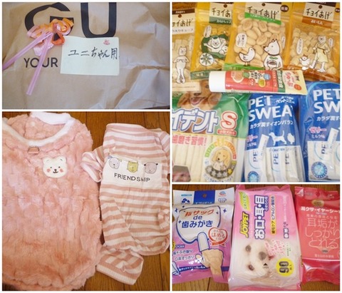 catsユニのプレゼント