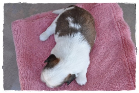 誕生日と命日。