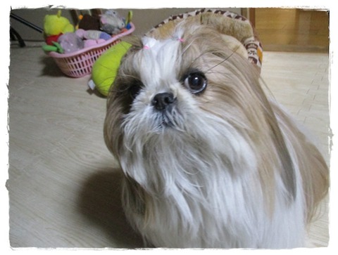 今年最後の焼き鳥。