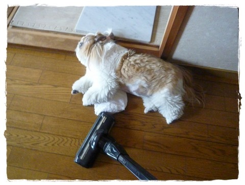 図太くなるんでしゅよ～だ～👅