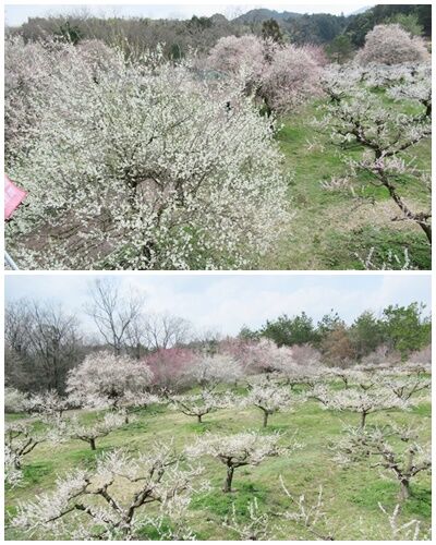 cats綾部梅林公園１