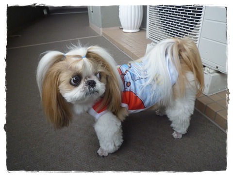 ハトには興味ないでしゅ( ´艸｀)