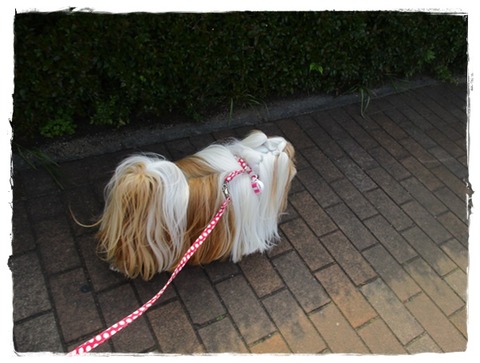 まだダメだった!