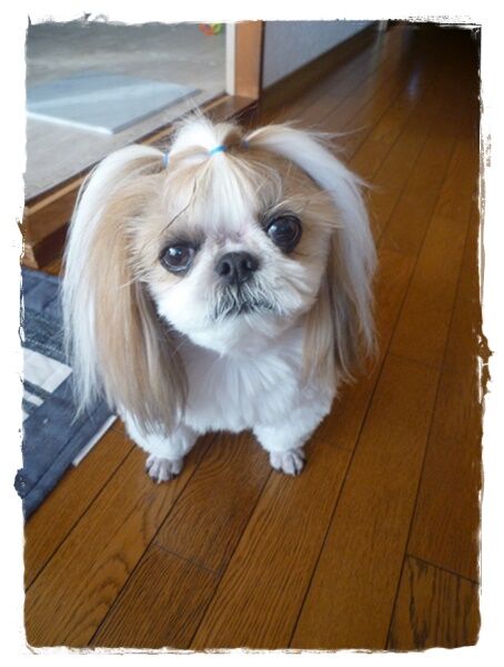 レイ母しゃんから♪