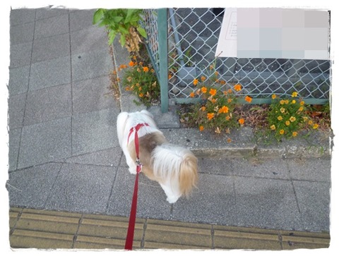 散歩しながら…