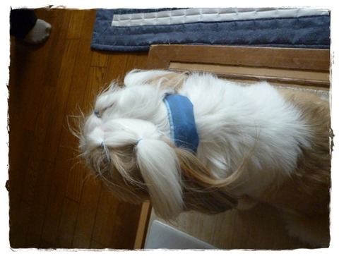 モモたんの忘れ物を(^^)