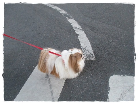 今朝の散歩は…♪