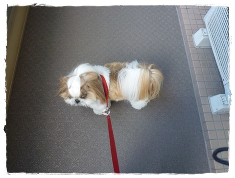 お家を目の前にして(;^ω^)