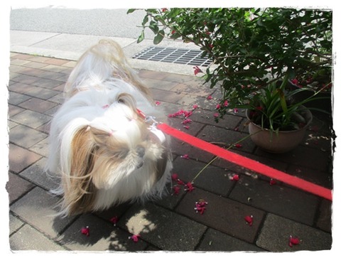 かぁたんは意地悪ババァ～だ!