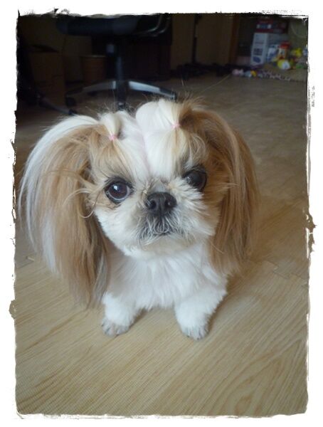 カニの代わりに。