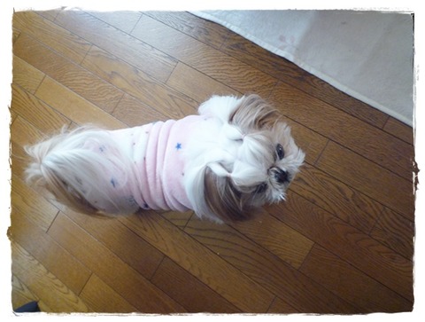 吠えられて( ´艸｀)