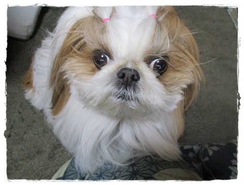 昨日は鶏(28)日って事で…