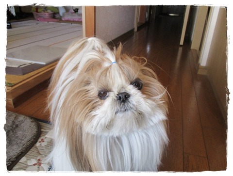 初めて買ったでしゅ。