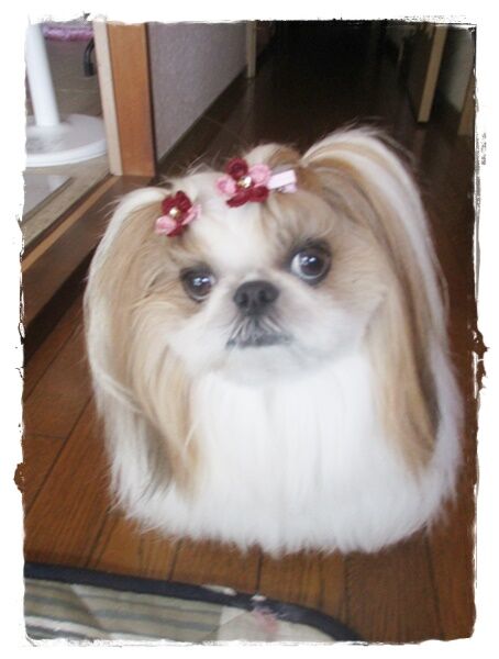 お出かけしましゅ～＼(^o^)／