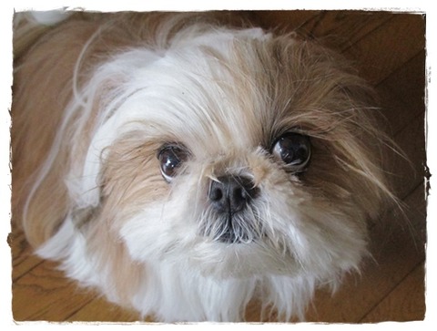 シャンプー前に…