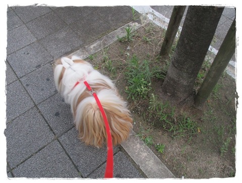 かぁたんのおごりで、かぁたんが( ´艸｀)