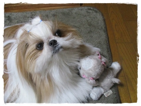 気晴らしに…シーちゃん。