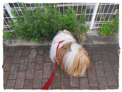 今日は…これだけ(;^ω^)