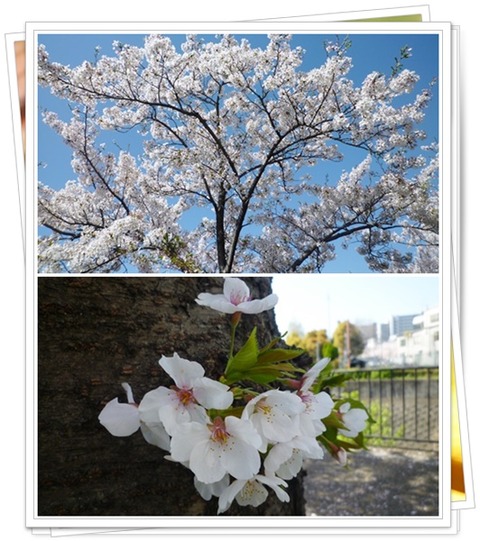 cats桜